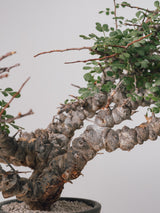 3011 - 発根済 Commiphora sp. Eyl コミフォラ・エイル