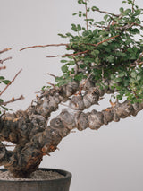 3011 - 発根済 Commiphora sp. Eyl コミフォラ・エイル