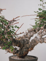 3011 - 発根済 Commiphora sp. Eyl コミフォラ・エイル