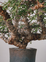 3011 - 発根済 Commiphora sp. Eyl コミフォラ・エイル
