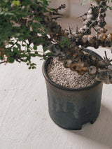 3011 - 発根済 Commiphora sp. Eyl コミフォラ・エイル