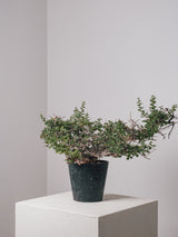 3012 - 発根済 Commiphora sp. Eyl コミフォラ・エイル