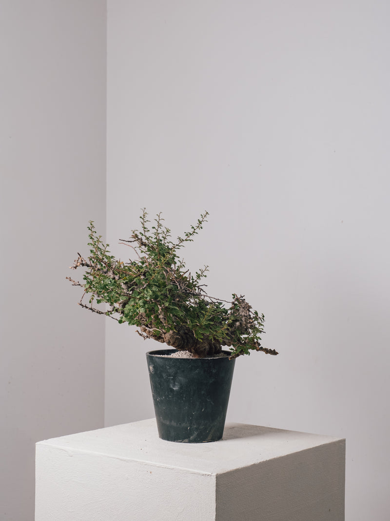 3012 - 発根済 Commiphora sp. Eyl コミフォラ・エイル – KOMO