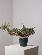 3012 - 発根済 Commiphora sp. Eyl コミフォラ・エイル