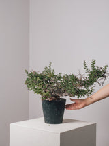 3012 - 発根済 Commiphora sp. Eyl コミフォラ・エイル