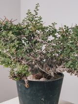 3012 - 発根済 Commiphora sp. Eyl コミフォラ・エイル
