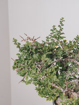 3012 - 発根済 Commiphora sp. Eyl コミフォラ・エイル