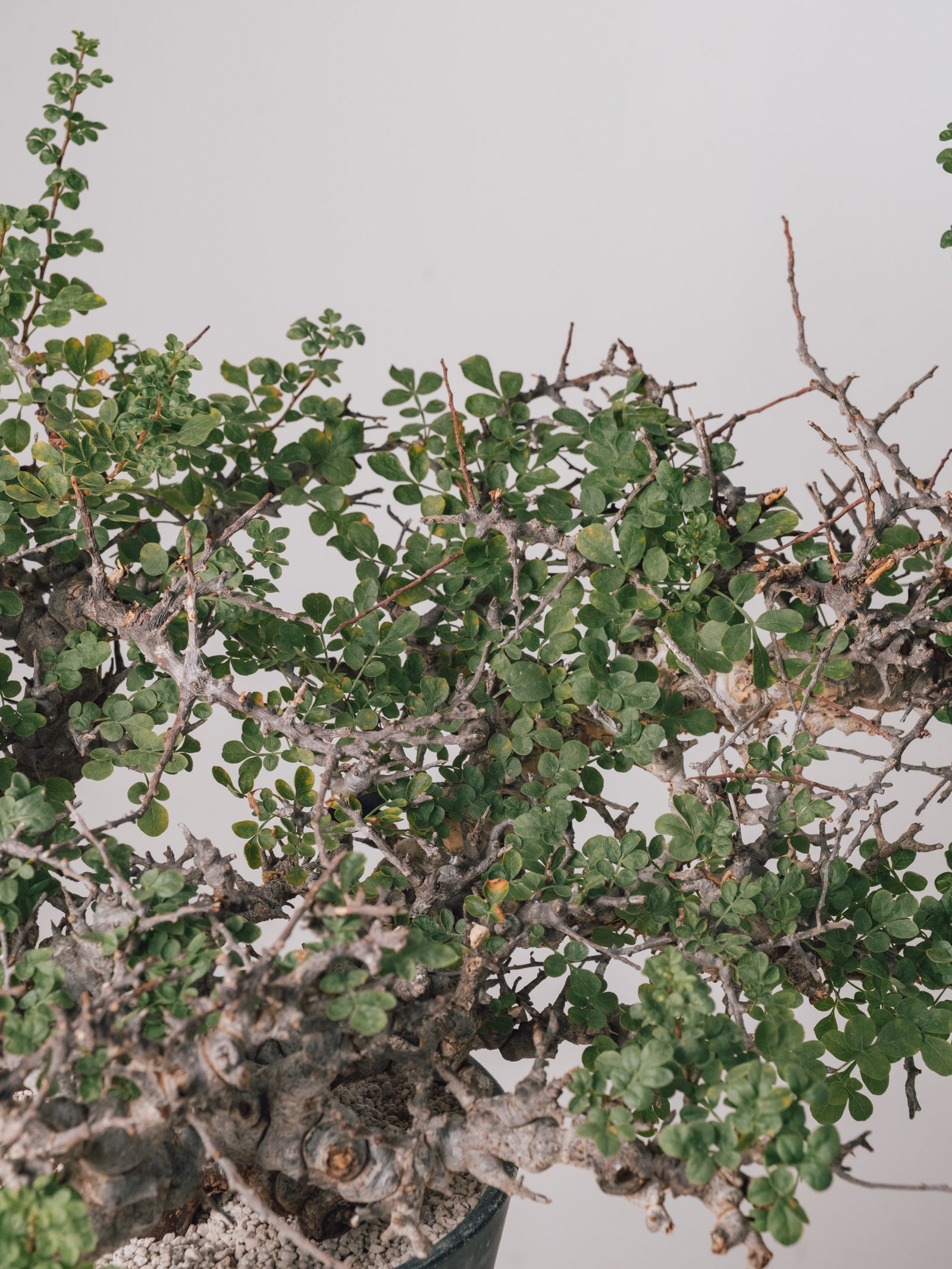 3012 - 発根済 Commiphora sp. Eyl コミフォラ・エイル – KOMO