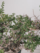 3012 - 発根済 Commiphora sp. Eyl コミフォラ・エイル