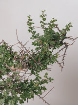 3012 - 発根済 Commiphora sp. Eyl コミフォラ・エイル