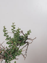 3012 - 発根済 Commiphora sp. Eyl コミフォラ・エイル