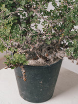 3012 - 発根済 Commiphora sp. Eyl コミフォラ・エイル
