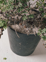 3012 - 発根済 Commiphora sp. Eyl コミフォラ・エイル