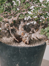3012 - 発根済 Commiphora sp. Eyl コミフォラ・エイル