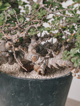 3012 - 発根済 Commiphora sp. Eyl コミフォラ・エイル