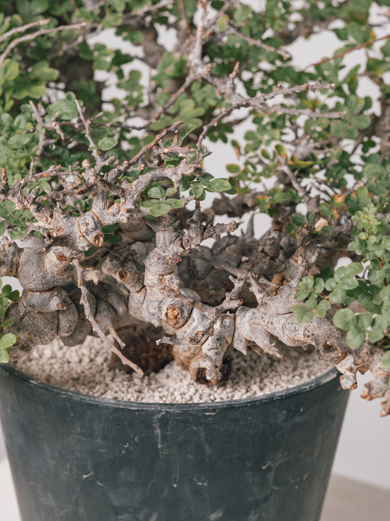 3012 - 発根済 Commiphora sp. Eyl コミフォラ・エイル – KOMO
