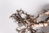 i211 - コミフォラ エイル Commiphora sp. somalia eyl