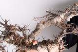 i211 - コミフォラ エイル Commiphora sp. somalia eyl