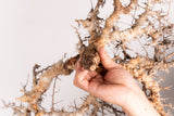 i211 - コミフォラ エイル Commiphora sp. somalia eyl
