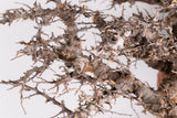 i212 - コミフォラ エイル Commiphora sp. somalia eyl