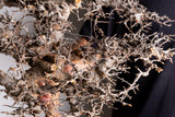 i212 - コミフォラ エイル Commiphora sp. somalia eyl