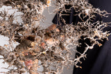 i212 - コミフォラ エイル Commiphora sp. somalia eyl