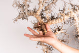 i213 - コミフォラ エイル Commiphora sp. somalia eyl