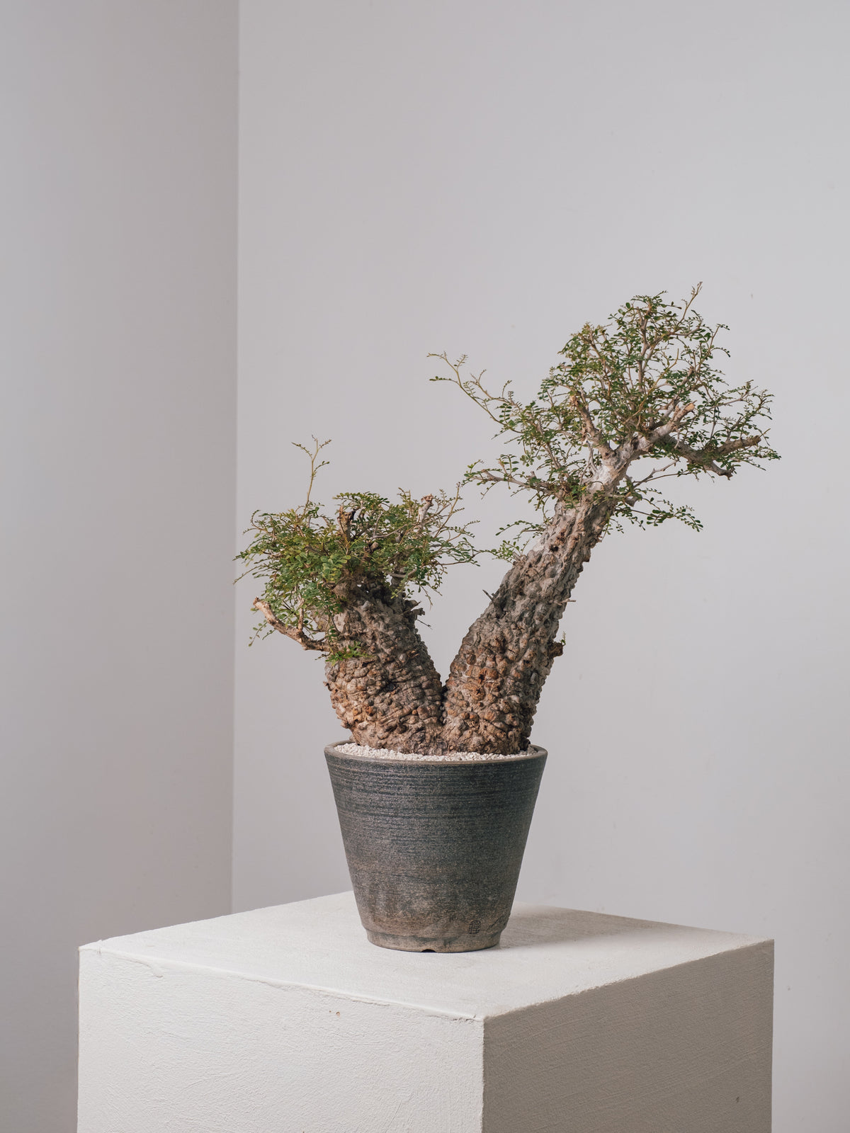 観葉植物 – KOMO