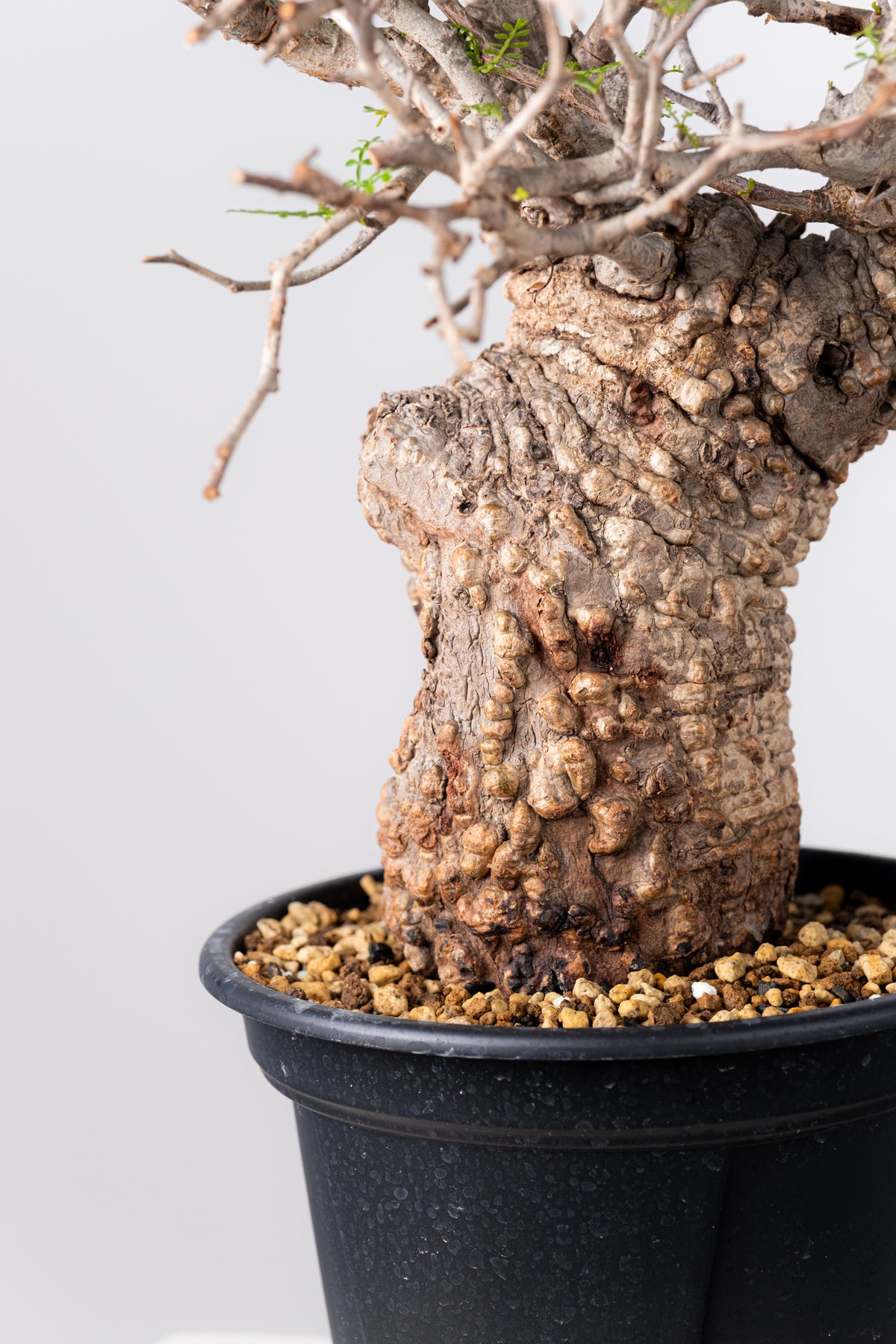 オペルクリカリア・パキプス / OPERCULICARYA PACHYPUS – KOMO