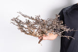 i216 - コミフォラ エイル Commiphora sp. somalia eyl