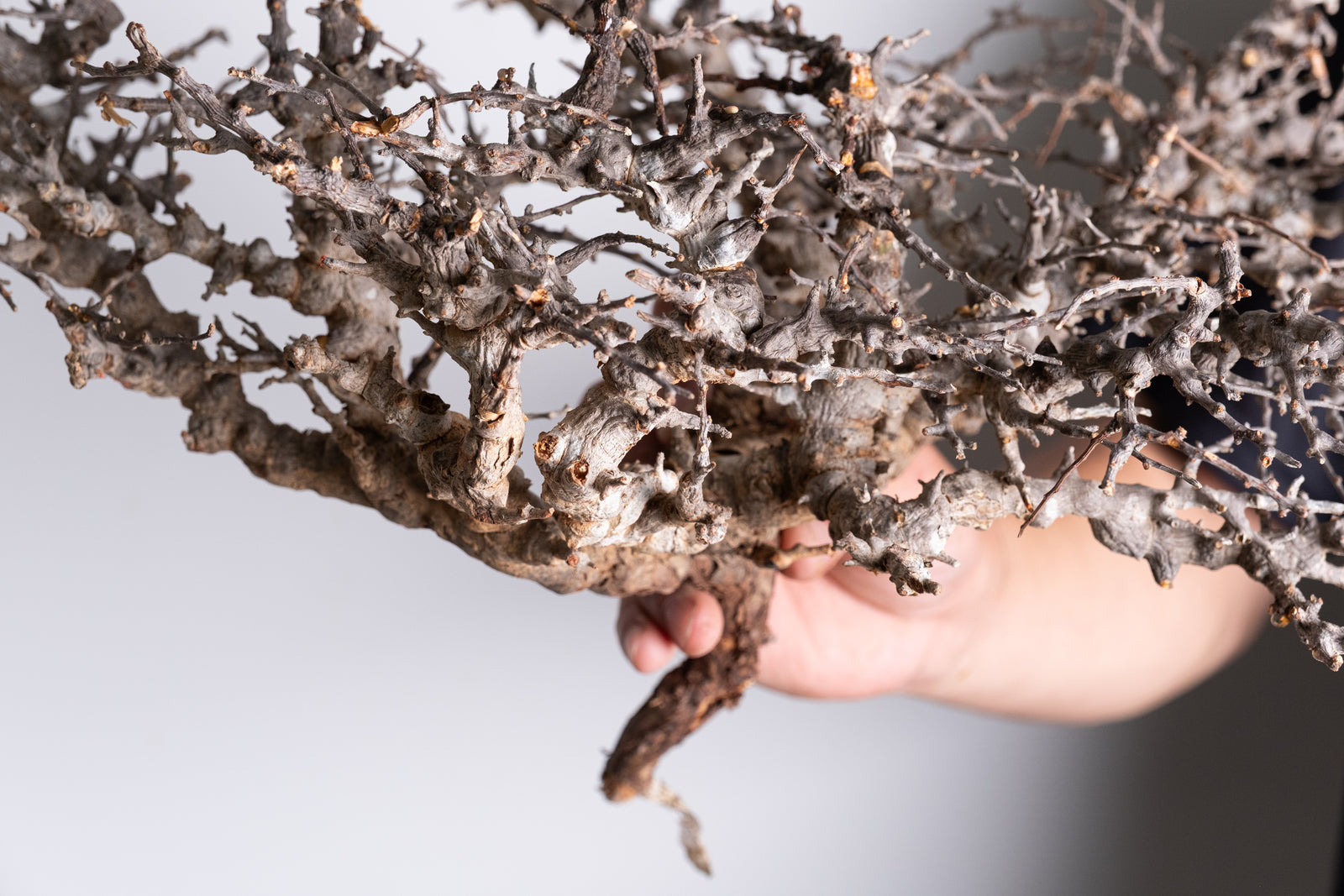 i216 - コミフォラ エイル Commiphora sp. somalia eyl – KOMO