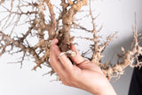 i216 - コミフォラ エイル Commiphora sp. somalia eyl