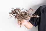 i217 - コミフォラ エイル Commiphora sp. somalia eyl