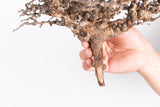 i217 - コミフォラ エイル Commiphora sp. somalia eyl