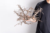 i218 - コミフォラ エイル Commiphora sp. somalia eyl