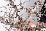 i218 - コミフォラ エイル Commiphora sp. somalia eyl