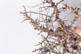 i218 - コミフォラ エイル Commiphora sp. somalia eyl