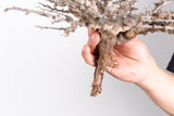 i218 - コミフォラ エイル Commiphora sp. somalia eyl