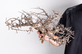 i218 - コミフォラ エイル Commiphora sp. somalia eyl