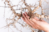 i218 - コミフォラ エイル Commiphora sp. somalia eyl