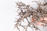 i219 - コミフォラ エイル Commiphora sp. somalia eyl