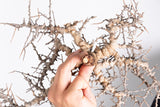 i219 - コミフォラ エイル Commiphora sp. somalia eyl