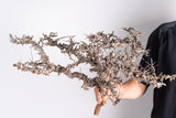 i220 - コミフォラ エイル Commiphora sp. somalia eyl