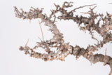 i220 - コミフォラ エイル Commiphora sp. somalia eyl
