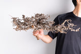 i220 - コミフォラ エイル Commiphora sp. somalia eyl