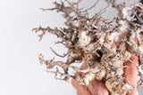 i221 - コミフォラ エイル Commiphora sp. somalia eyl