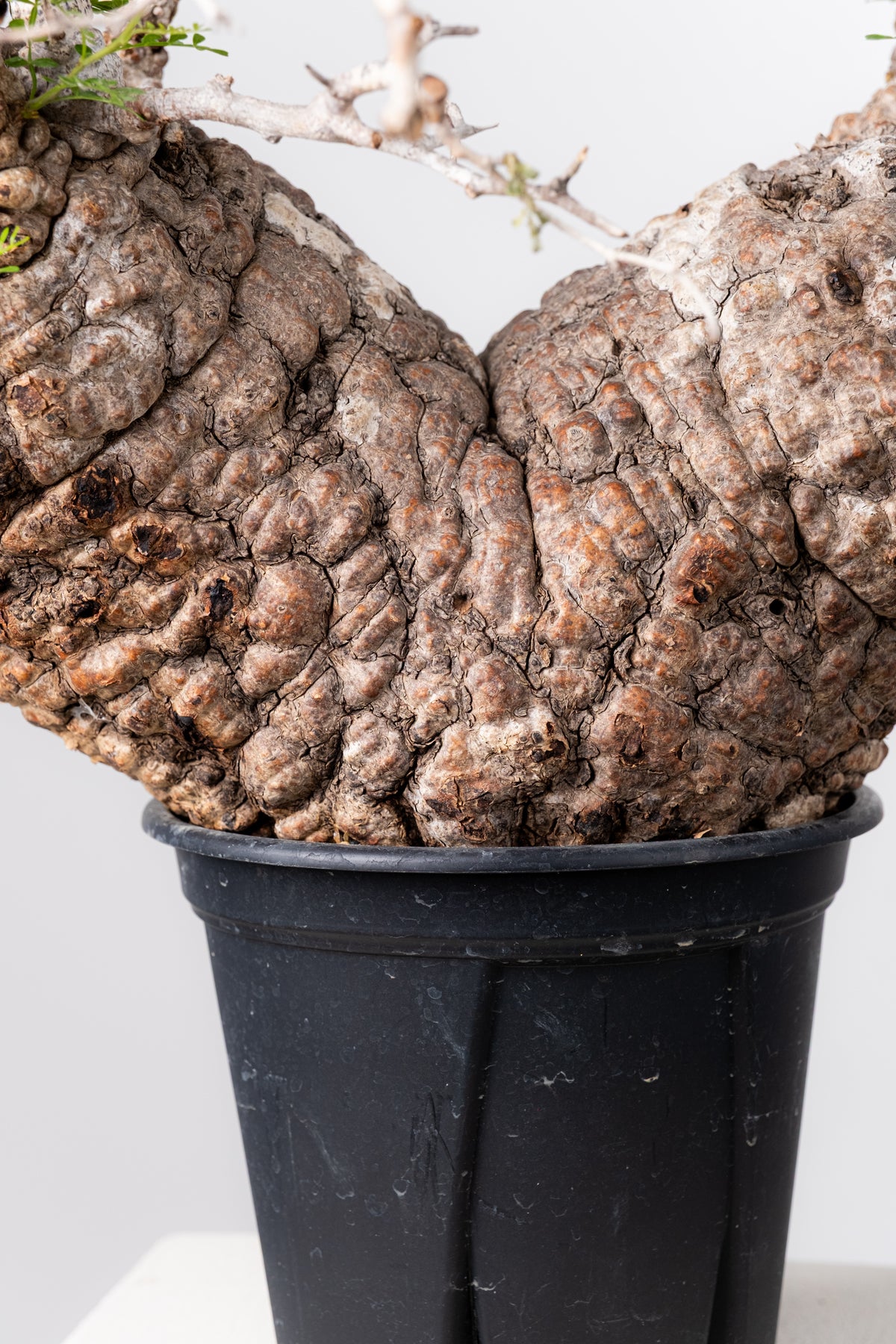 makongu枠　パキプス CATEGORY Operculicarya pachypus(オペルクリカリア パキプス)