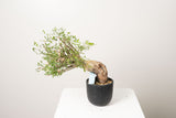 10 発根済  commiphora humbertii　コミフォラ フンベルティ