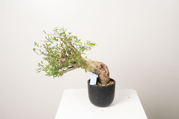 10 発根済  commiphora humbertii　コミフォラ フンベルティ