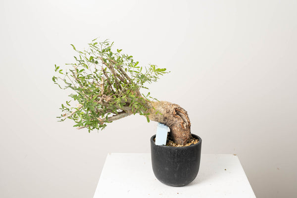 10 発根済  commiphora humbertii　コミフォラ フンベルティ